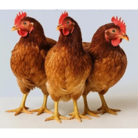 Sonali Chicken